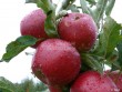 Sloupcovitá jabloň RED SPRING